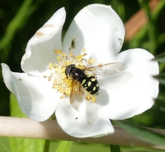 Dasysyrphus intrudens