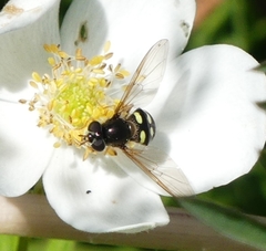 Dasysyrphus intrudens