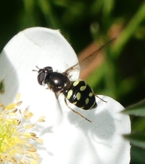Dasysyrphus intrudens