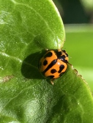 Coelophora inaequalis