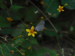 Cupido comyntas texana