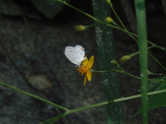 Cupido comyntas texana