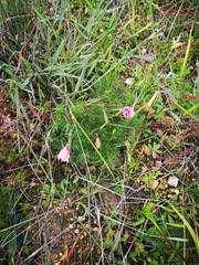 Monsonia speciosa