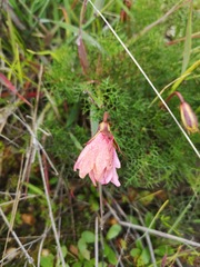 Monsonia speciosa