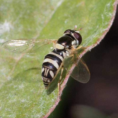 Exotic Streaktail photo 4