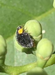 Apolinus lividigaster