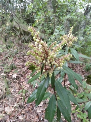 Comarostaphylis