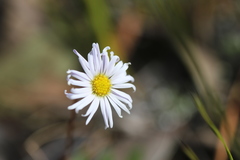 Allittia uliginosa