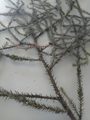 Dacrydium cupressinum