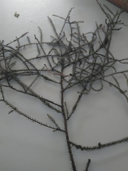 Dacrydium cupressinum