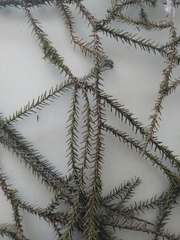 Dacrydium cupressinum