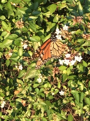 Danaus plexippus