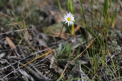 Allittia uliginosa