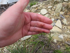 Dichanthelium linearifolium