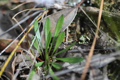 Allittia uliginosa