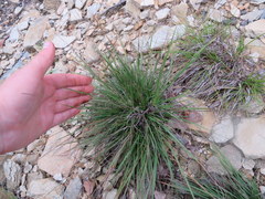 Dichanthelium linearifolium