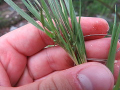 Dichanthelium linearifolium