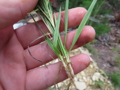 Dichanthelium linearifolium