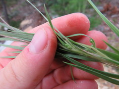 Dichanthelium linearifolium