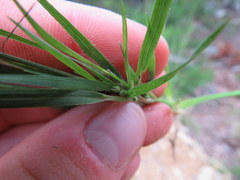 Dichanthelium linearifolium