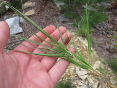 Dichanthelium linearifolium