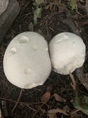 Calvatia gigantea