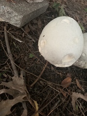 Calvatia gigantea