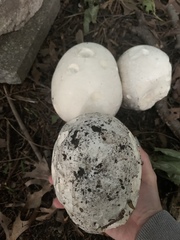 Calvatia gigantea