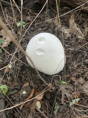 Calvatia gigantea