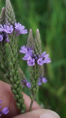 Verbena hastata