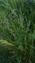 Verbena hastata