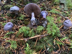 Thaxterogaster occidentalis