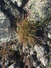 Festuca brachyphylla