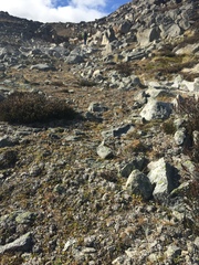 Festuca brachyphylla