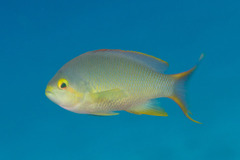 Pseudanthias huchtii