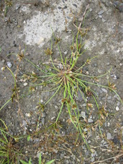 Cyperus bipartitus