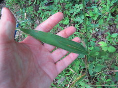 Dichanthelium polyanthes