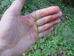 Dichanthelium polyanthes