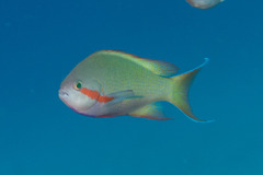 Pseudanthias huchtii