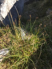 Carex lachenalii
