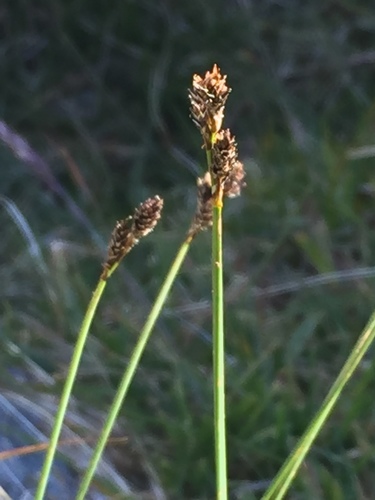 Carex lachenalii iNat (2)