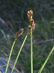 Carex lachenalii