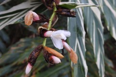 Alpinia vittata