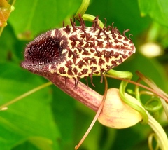Aristolochia taliscana