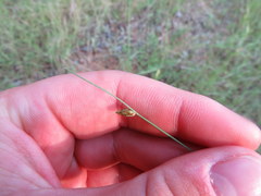 Bulbostylis capillaris