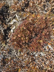 Potentilla biflora