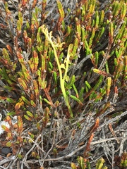 Botrychium spathulatum