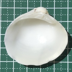 Lioconcha castrensis