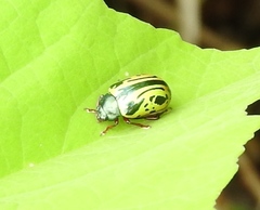 Calligrapha discrepans