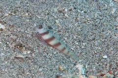 Amblyeleotris steinitzi